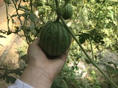-晶宝温泉农庄