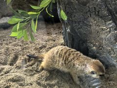 -深圳野生动物园