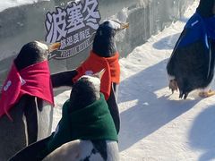 -哈尔滨波塞冬海底世界