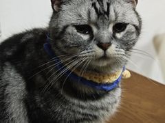 -猫爪屋猫咖(乐汇城店)