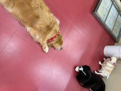 -和它·交个朋友·狗咖猫咖(爱琴海店)