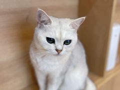 -是阿柴呀！柴犬咖啡·爱喵喵猫咖