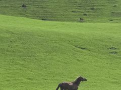 -新疆那拉提国家旅游度假区
