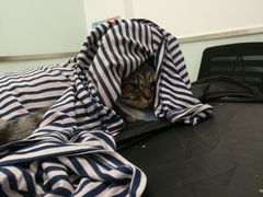 -宠福鑫康馨动物医院·骨科·眼科