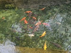 -趵突泉景区