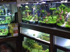 -花鸟鱼虫鲜花绿植市场(玉泉路店)