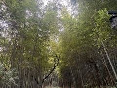 -杭州半山国家森林公园