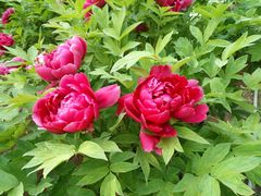 -洛阳郁金香牡丹园