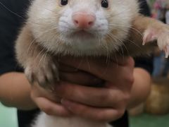-藦茜花园宠物主题亲子互动体验馆(国顺东路店)