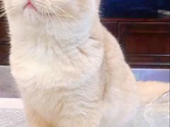 -瑞派动物医院·绝育·犬猫全科·预防医学(光景江南中店)