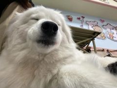 -汪说·狗咖·拼豆·宠物周边DIY(旺城大厦店)