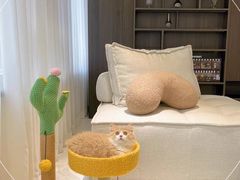 -喵zoo家庭繁育猫舍(尖东智能花园店)