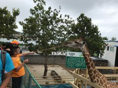 -西霞口神雕山野生动物世界