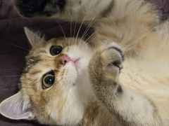 -天宠宠物医院24小时·急重症诊疗中心·全科·腔镜特色(和平分院)