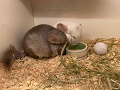 -龙猫仔乐园(惠福东路店)