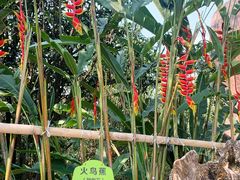 -云南勐巴娜西珍奇园