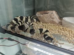 -华声天桥民俗文化园