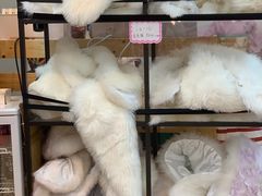 -樱京和服租赁体验(京都总店)