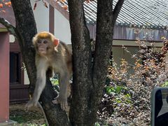 -武陵山森林公园