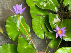 -南堂小馆·川菜馆(德商国际店)