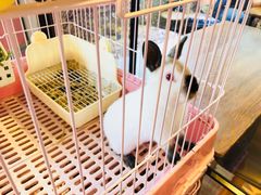 -藦茜花园宠物主题亲子互动体验馆(国顺东路店)