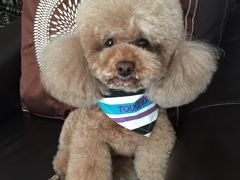 -多卡布奇宠物生活馆(上林世家店)