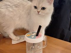 -猫小院猫主题餐厅(三里屯店)