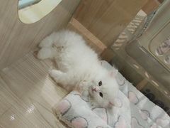 -屋虎猫馆(宝安大仟里店)