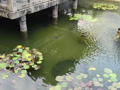 -上海醉白池公园