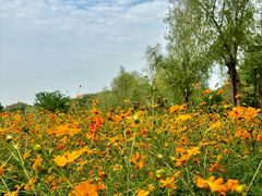 -艾溪湖湿地公园