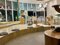 -飞行喵MR PILOT|猫舍·猫咖(静安大融城店)