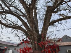 -康陵正德春饼宴26号