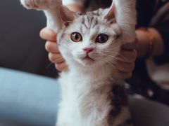 -爱妮康宠物医院·干细胞免疫细胞·肿瘤·心脏(张江店)