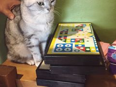 -猫猫幼稚园·撸猫·桌游·电玩