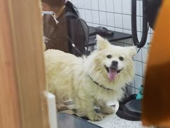 -BABIT巴比特宠物(MOMOPARK店)