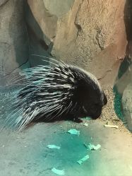 -酷嗒动物文化乐园(cutezoo西溪乐天城店)