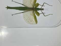 -上海昆虫博物馆