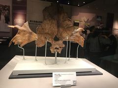 -北京周口店北京人遗址博物馆