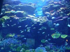 -暹罗海洋世界