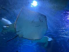 -太平洋海底世界