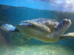 海龟-国家自然博物馆