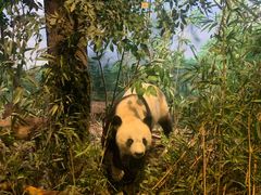 -陕西自然博物馆