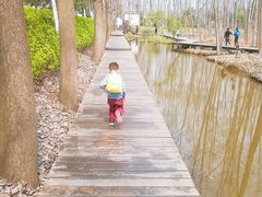 -合肥滨湖国家森林公园