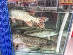 -煲来饱去冷水鱼