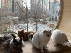 -猫和宫(六道口店)