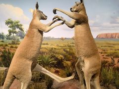 -陕西自然博物馆