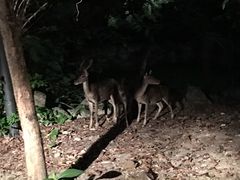 -清迈夜间动物园