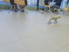 -怪兽屋·羊驼·猫咖·狗咖(俊华广场店)