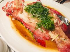 清蒸红瓜子鱼-陶陶居海鲜酒家(新马路店)
