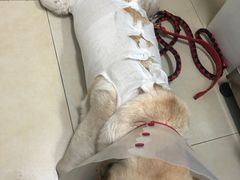 -宠福鑫康馨动物医院·骨科·眼科